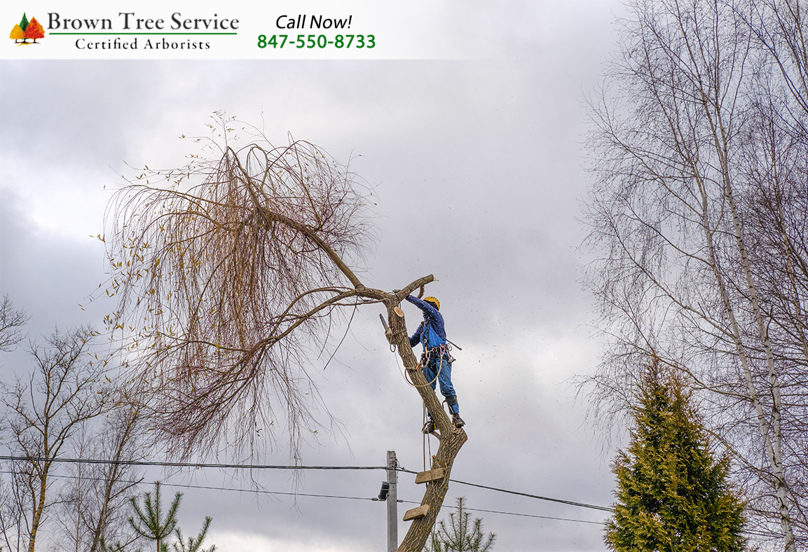 BrownTreeInc's tweet image. Making sure your trees remain healthy during winter months is essential. At Brown Tree Service, our team handles pruning, trimming, and removal to prevent storm damage and maintain safety. Visit our website to learn more about our services. browntree.com/services/ #TreeCare