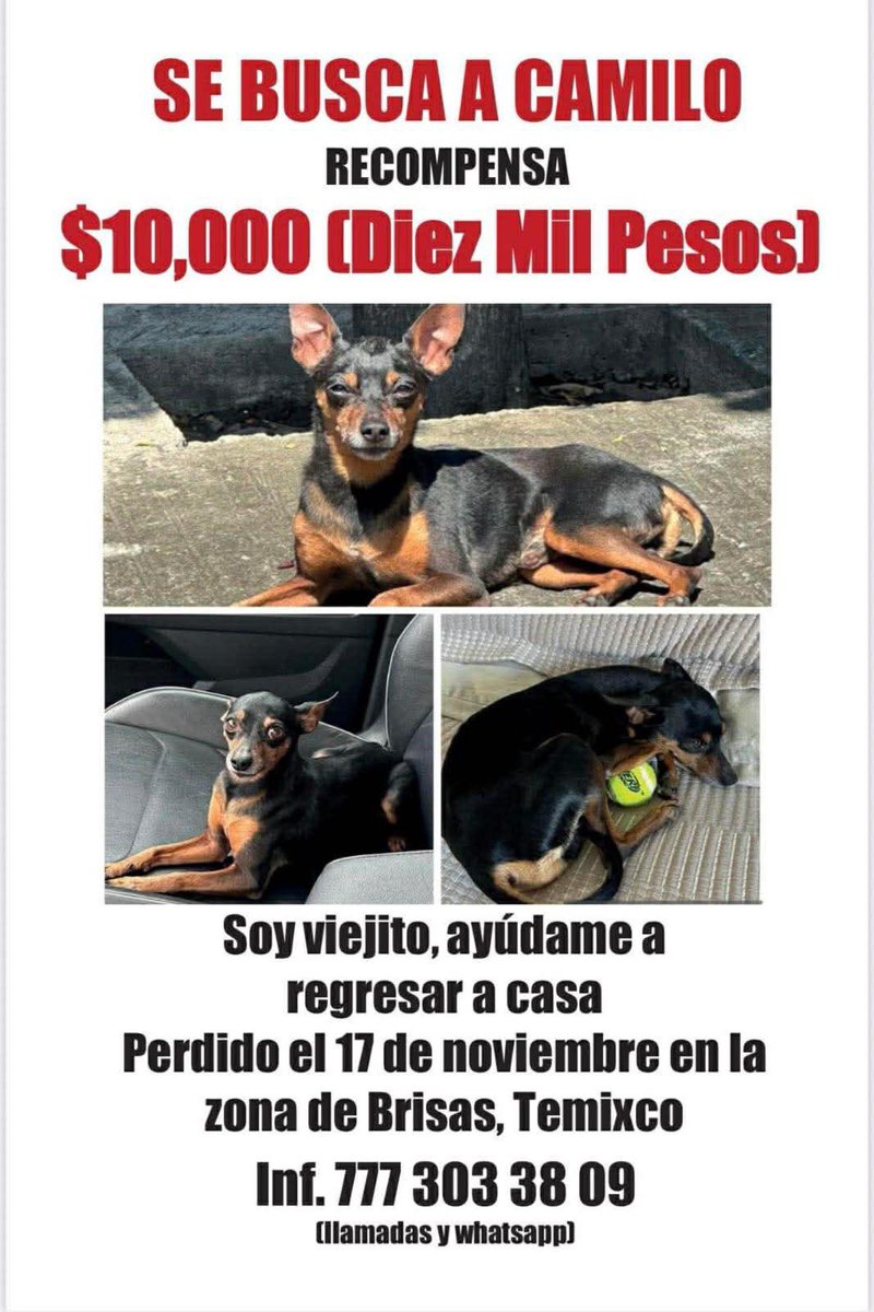 24_morelos's tweet image. AYÚDANOS A ENCONTRAR A CAMILO 

Se perdió el 17 de noviembre en #Brisas, #Temixco. 

Favor de comunicarse al teléfono ante cualquier información.