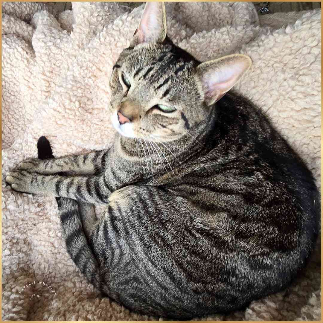 joyful_progress's tweet image. Happy Caturday and weekend!

Tiger loves taking a nap alongside me when I read.

He was just settling in when I took this photo.

I thought his two front paws together were cute.

#Caturday #rescuecat #Photobyme