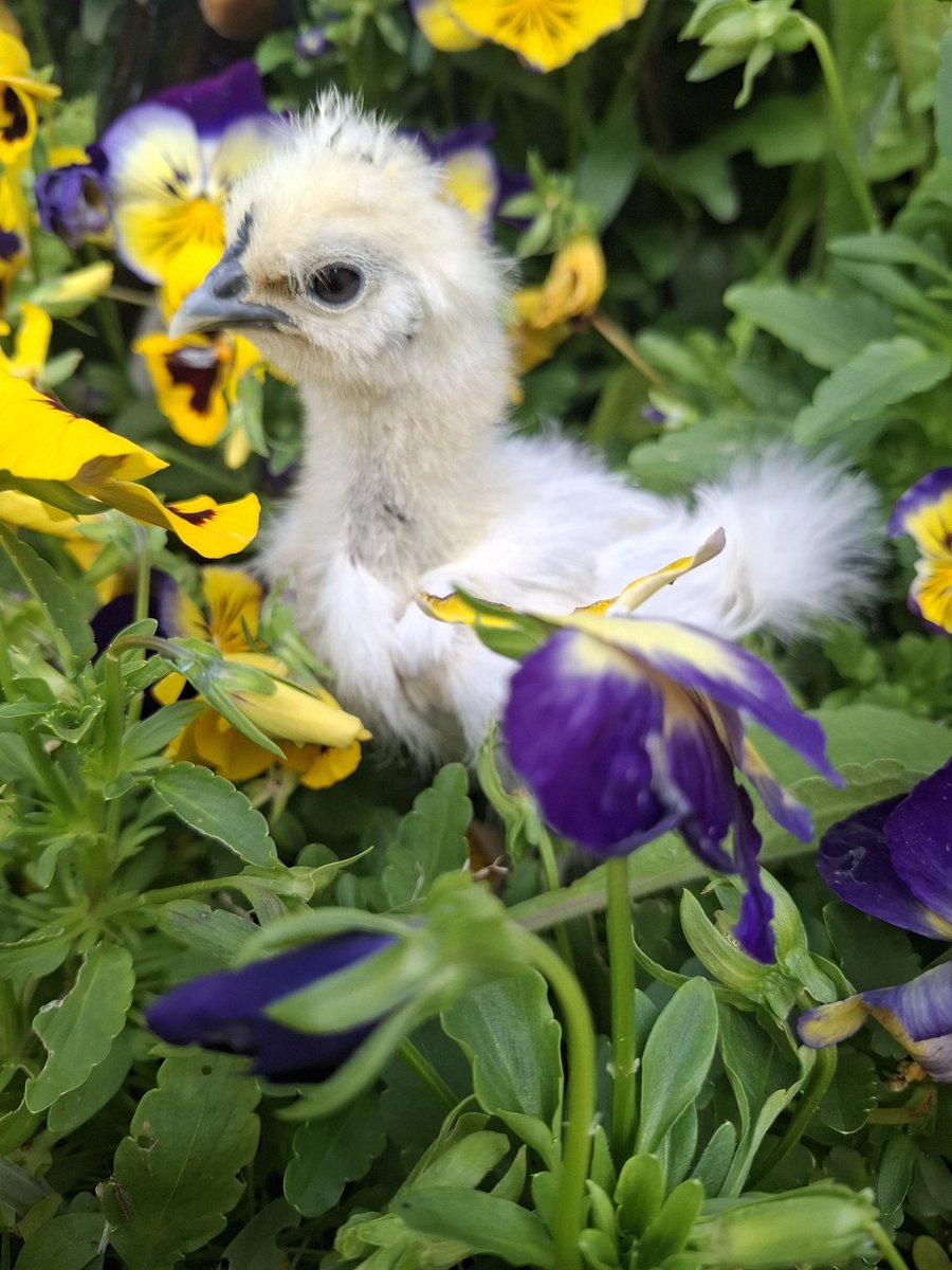 GigglingGhosty tweet media