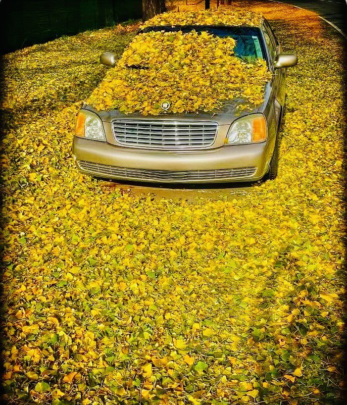 JoshFitzWx's tweet image. Massive foliage drop. Typical of the Ginkgo tree, its leaves fall all at once. Did you know the Ginkgo is one of the oldest trees, dating back 290 million years? It is native to China.