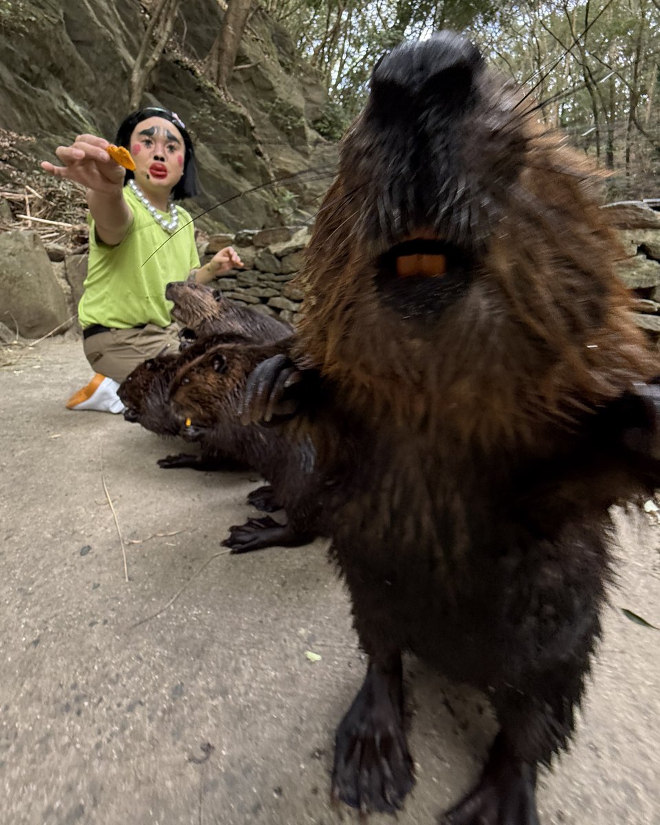 ngsbiopark's tweet photo. ブリちゃんに飼育員になってもらいました🦫
19時よりプレミア公開です！

ブリちゃんがチャット欄に来てくれるかも…⁉︎ https://t.co/HmikCWIB1K