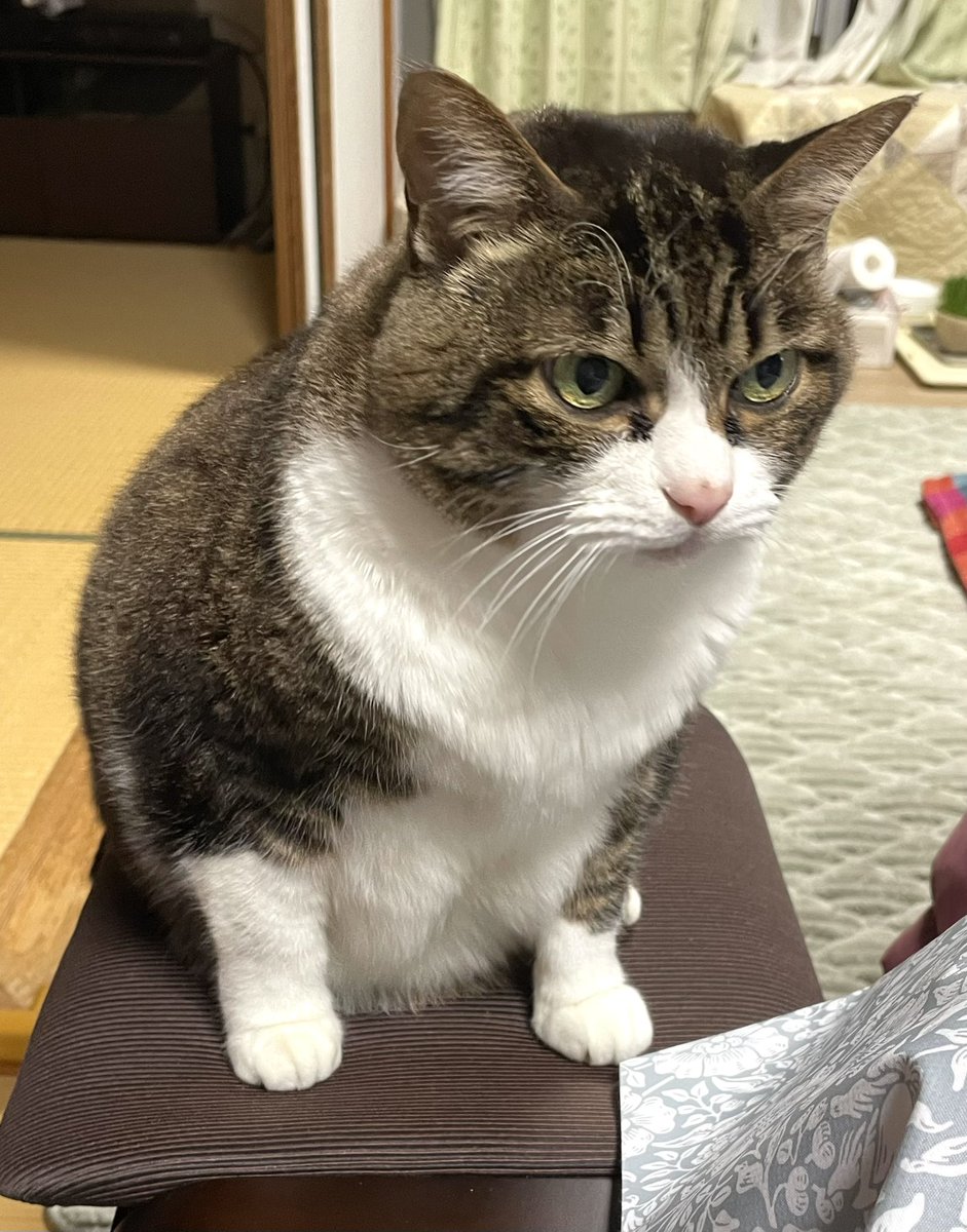 mibon226015641's tweet image. おはようございます。
2025/11/23 気温5℃湿度80%
6:48 琵琶湖の朝空
お日様バッチリの勤労感謝の日
椅子に座って夜明け前からご飯よこせスタイルの猫くん🐈‍⬛
昨日は久しぶりに1150m泳ぎ、「大聖堂」下巻を読了！
達成感ありました😀
日曜日
皆さん今日も元気で良い一日を❣️
#あさそら #びわこ #ねこ