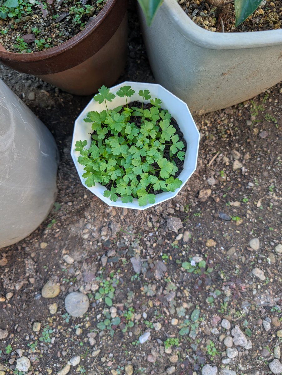 ZiL1jb3VwxMJxs4's tweet image. うおおおイタパセ食い放題