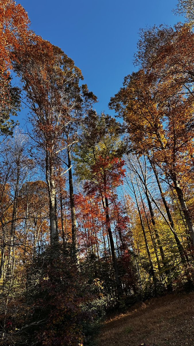 mydocvu's tweet image. In life, there are times when adaptation is essential, no matter your stature, might, or even your level of influence.  It is essential to come out even more resilient!  Embrace flexibility and acknowledge it as an essential aspect of our growth.