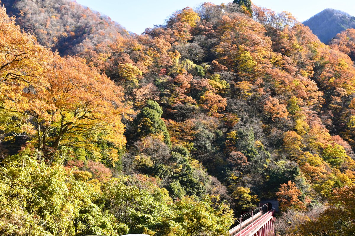 Kurobe_Unazuki's tweet image. 今朝の様子です
＃紅葉 が残っている所は限られてきましたが快晴ということもあって濃いオレンジ色🧡が広がっています。三連休中日ということで朝から展望台や神社も賑わってます。＃黒部峡谷 ＃宇奈月温泉 の紅葉シーズンも残りわずか、是非この連休中に見納めください