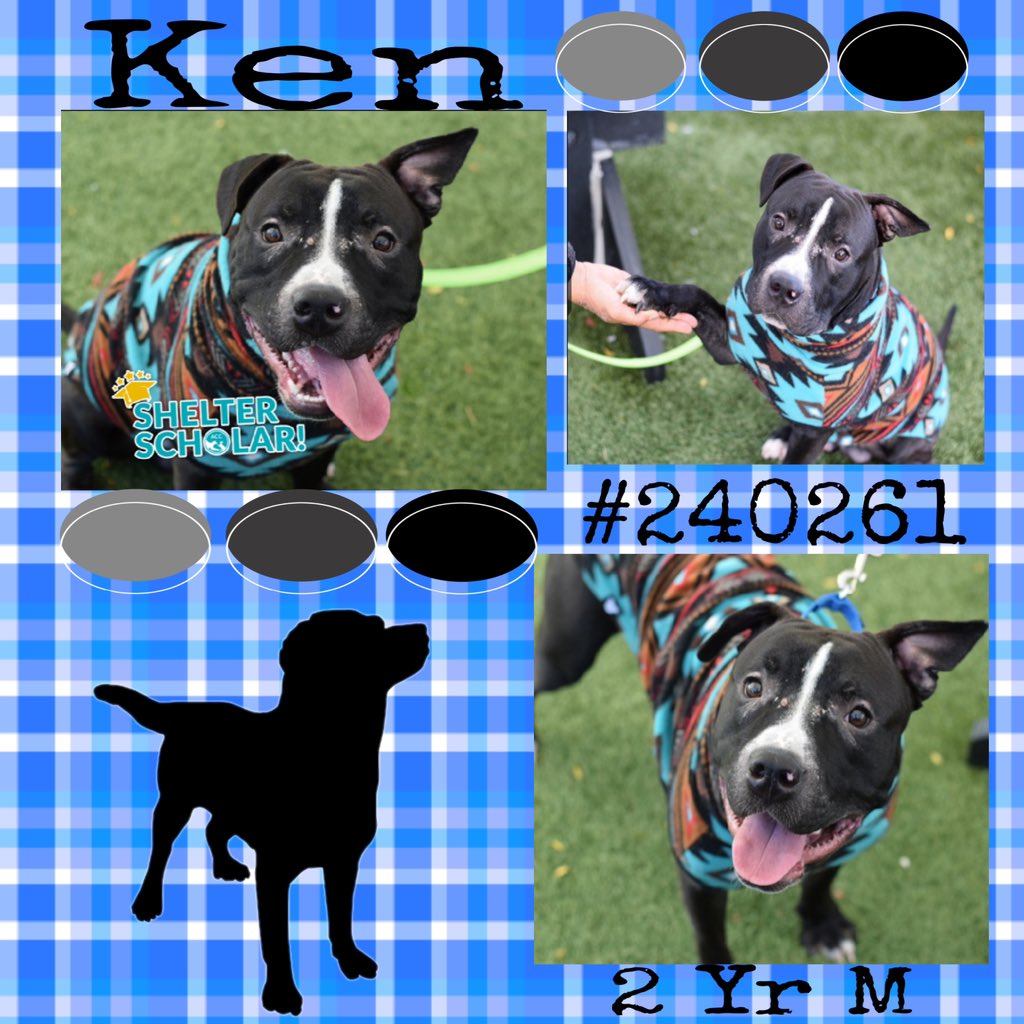 Quinnqueens's tweet image. 🐾💙🐾 KEN 🐾💙🐾
#240261 #QueensACC 2 Yr M
What a total little cutie patootie, all 54 pounds of him, divine!! In Shelter Scholars Program, needs patient human 2 work w/him 2 build trust. All adult 🏡. You will be smitten with Ken💙 #AdoptMe #Foster
nycacc.app/browse/240261