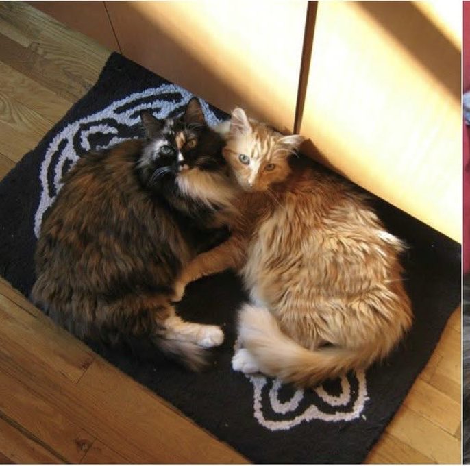 Colorado Beer Girl tweet media