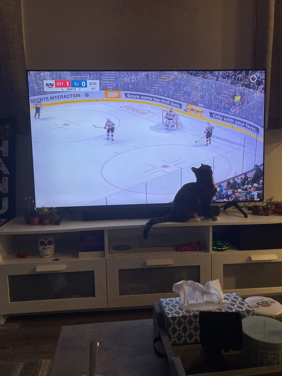 airikkah's tweet image. My hockey kitty #gosensgo