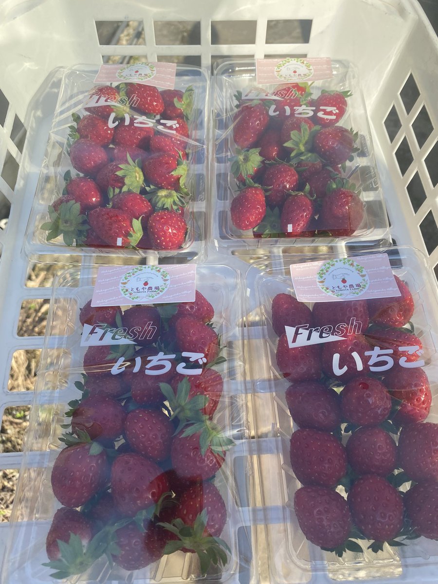 ともや農場【公式】株式会社MG.Produce (@TomoyaFarmSt) / Posts / X