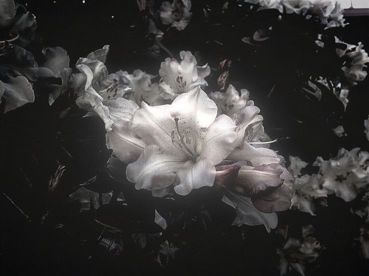 Black. tweet media