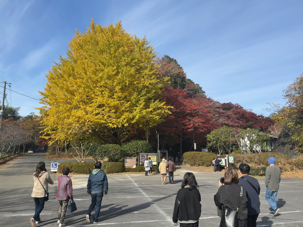 sakuya877's tweet image. 伊豆修善寺のもみじ林。今が旬。