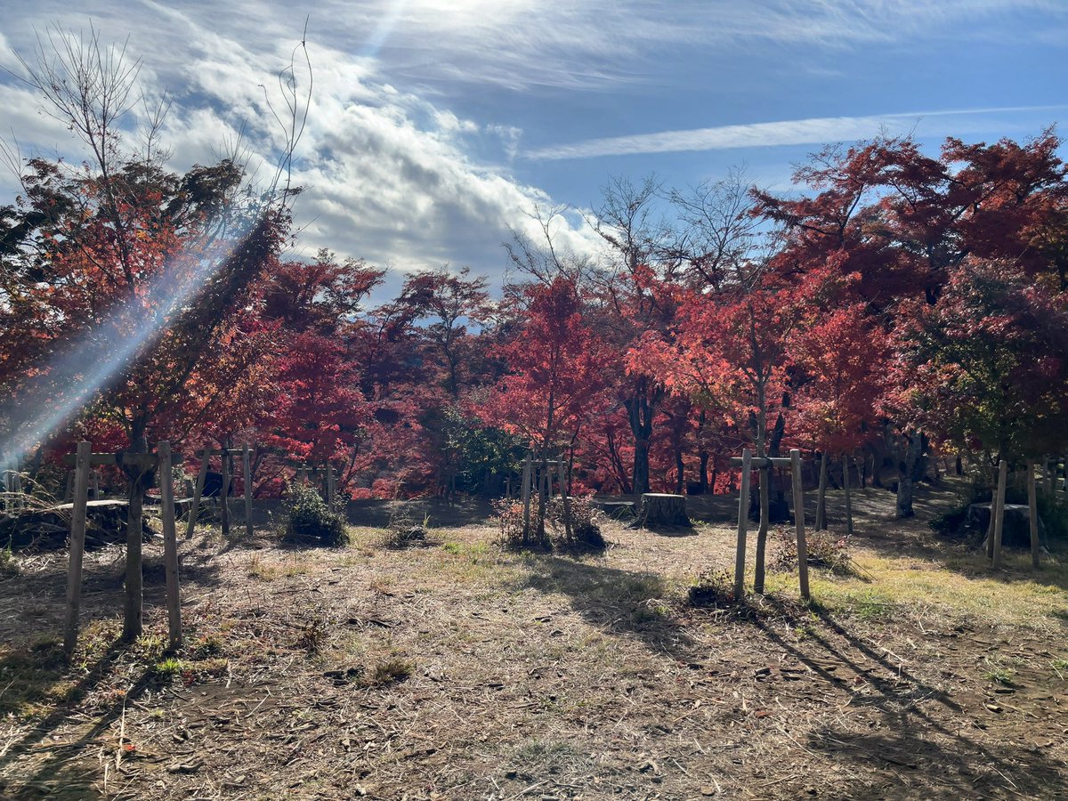 sakuya877's tweet image. 伊豆修善寺のもみじ林。今が旬。