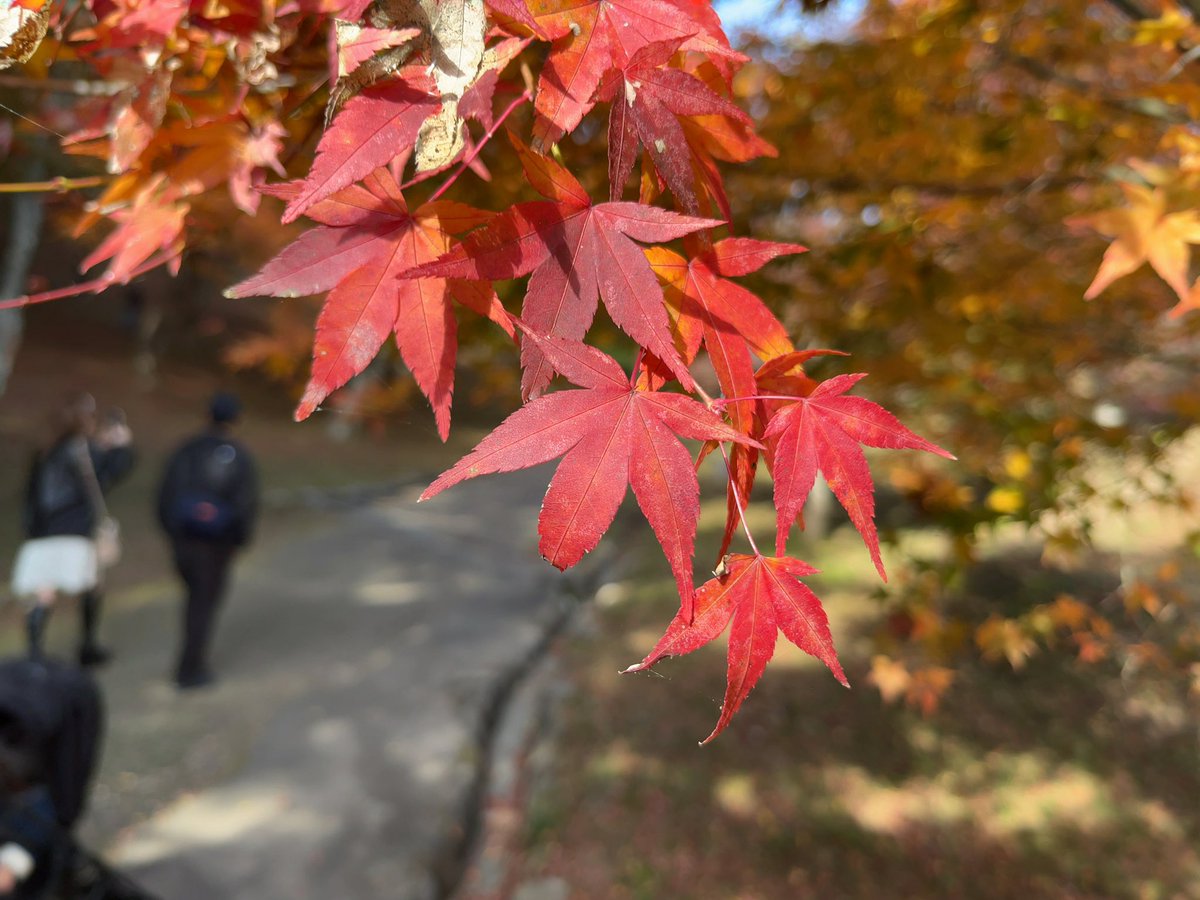 sakuya877's tweet image. 伊豆修善寺のもみじ林。今が旬。