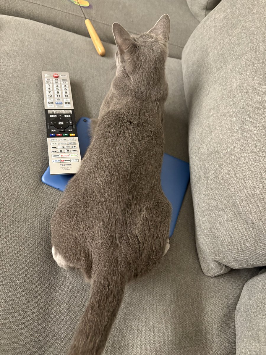 ロシアンブルーのシアン🐈‍⬛ (@kana_cosme123) / Posts / X