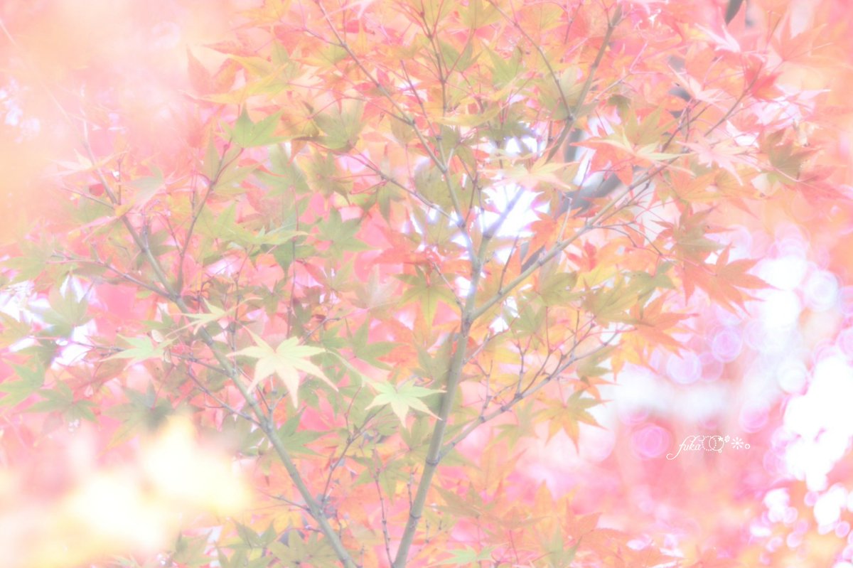 hot610day's tweet photo. * ◌ .ﾟ｡

煌めいて風に舞い上がり
和みの景色に心静か
　　　サワサワユラユラ.. 𓈒𓏸🍁˙ᵕ˙*

* ◌ .ﾟ｡ https://t.co/DAlGMeVAEw