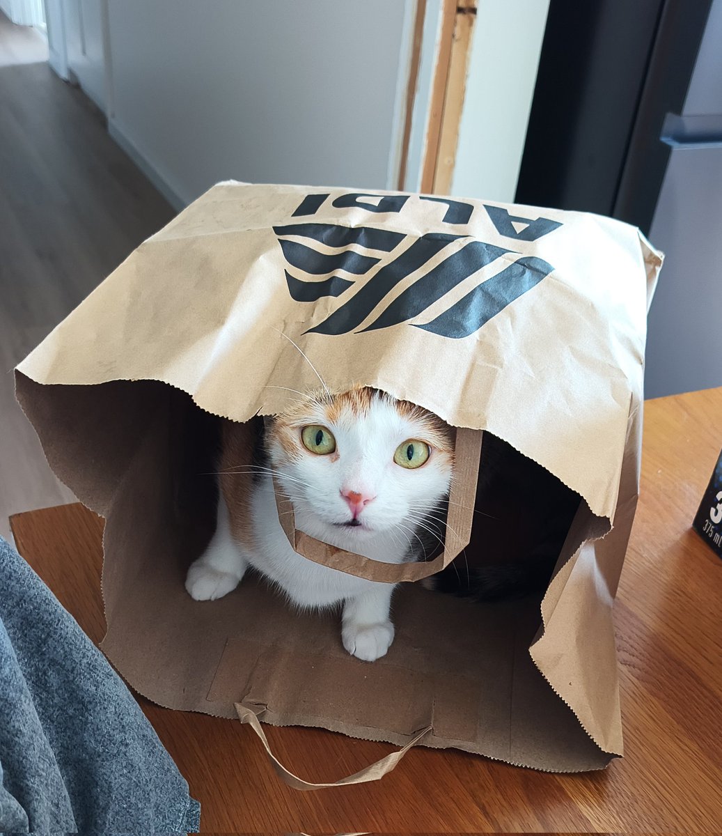 Been a bit quieter than usual lately.
Art hasn't been feeling like me for the minute.
So here is Stevie in a shopping bag. 
Like usual.
Groceries out, meow goes in