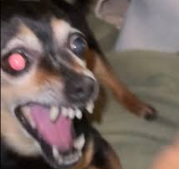 aracbi's tweet photo. "Um deles parecia um cachorro"
Se preocupa não, nós temos um também, late aí aguiar
#HEXATOMBE https://t.co/PzzEEKEfju