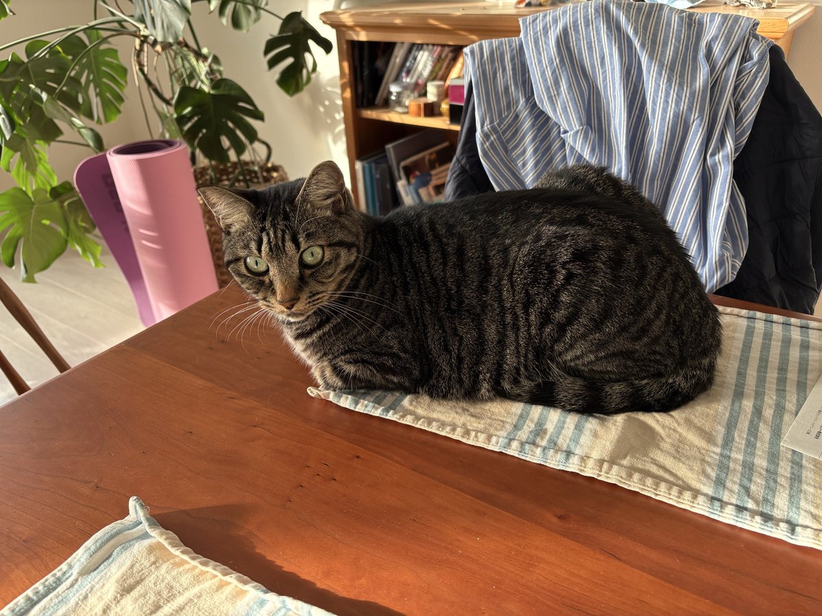 そらのしっぽ (@sora_chan115) / Posts / X