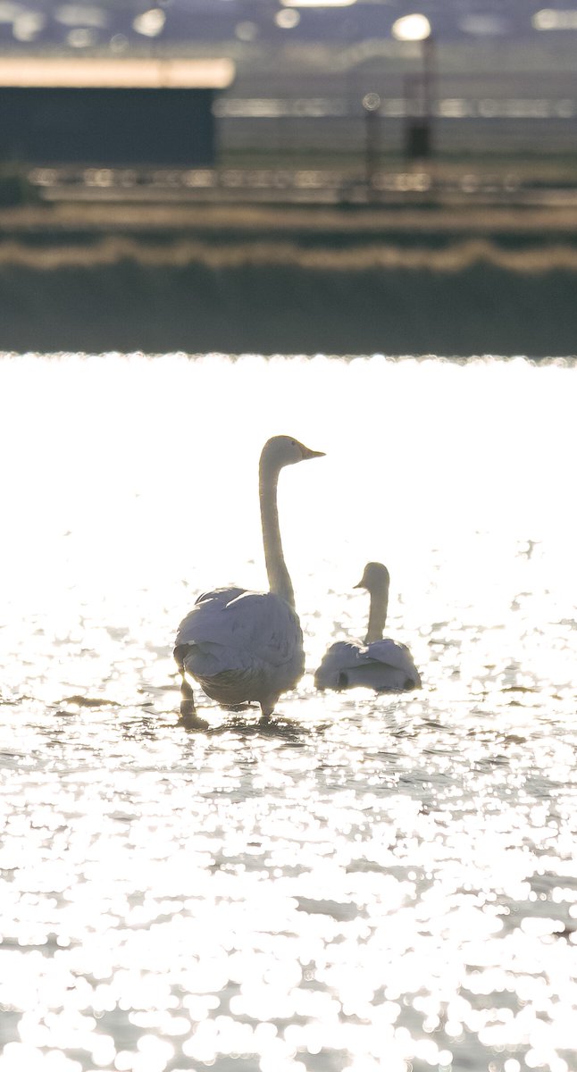 roy1007's tweet image. 義実家近くの田んぼにて、良いもの見れた＆撮れた！