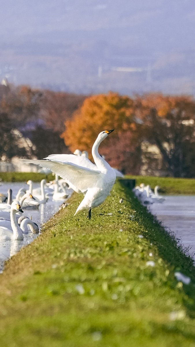 roy1007's tweet image. 義実家近くの田んぼにて、良いもの見れた＆撮れた！