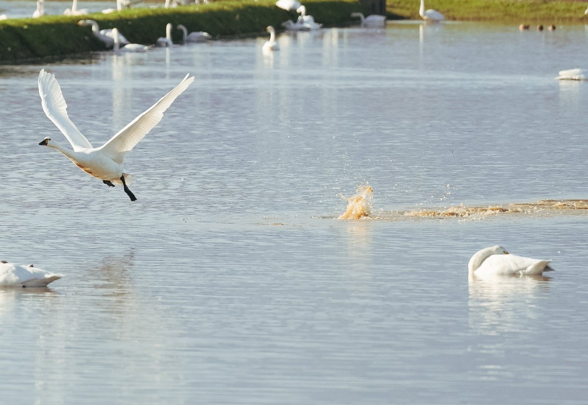 roy1007's tweet image. 義実家近くの田んぼにて、良いもの見れた＆撮れた！