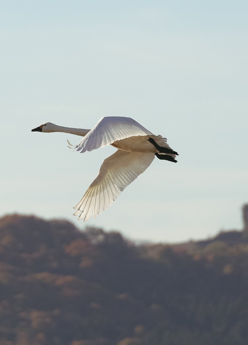 roy1007's tweet image. 義実家近くの田んぼにて、良いもの見れた＆撮れた！