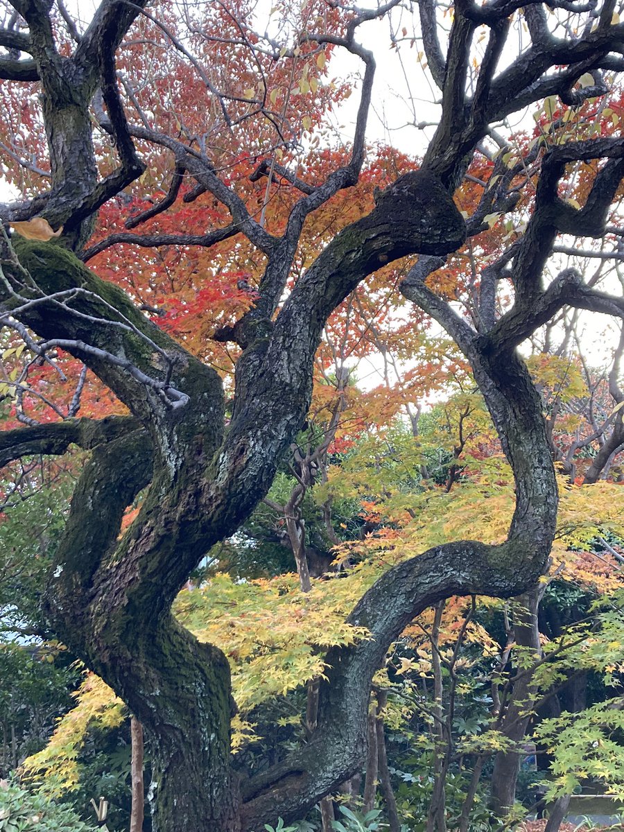 soap_dreamer's tweet image. 昨日の散歩の成果。
迷子の後は、更に池袋界隈へ迷い込み、重要文化財や庭園などを巡りました。
「いい夫婦の日」だったこともあり、式を挙げているのも複数見掛けました。