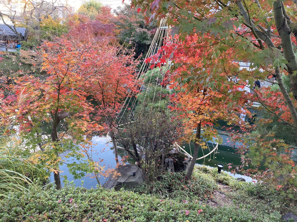 soap_dreamer's tweet image. 昨日の散歩の成果。
迷子の後は、更に池袋界隈へ迷い込み、重要文化財や庭園などを巡りました。
「いい夫婦の日」だったこともあり、式を挙げているのも複数見掛けました。