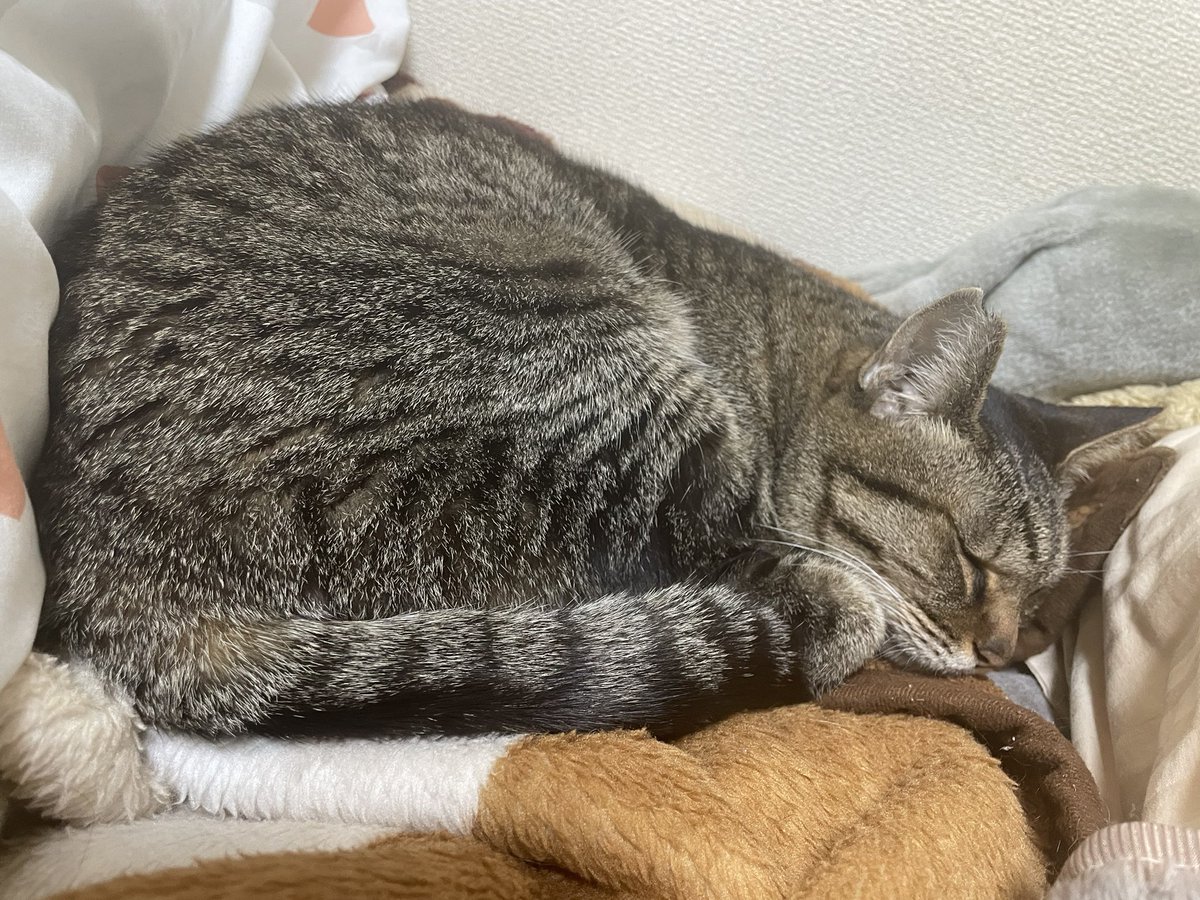 のんにゃお🍃❁⃘窓枠🐱ྀི (@xno_nx618) / Posts / X