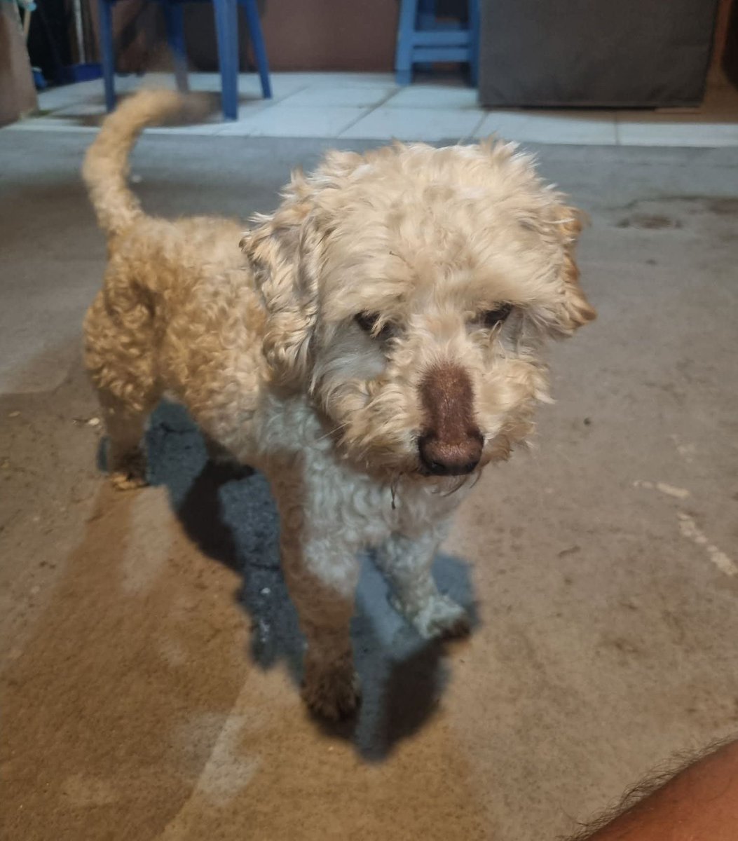 Este perrito estaba extraviado en el sector de la Flavio Alfaro y Figueroa (Cotocollao, en Quito). Si pueden ayudar a difundir para encontrar a sus dueños, les agradezco un montón.