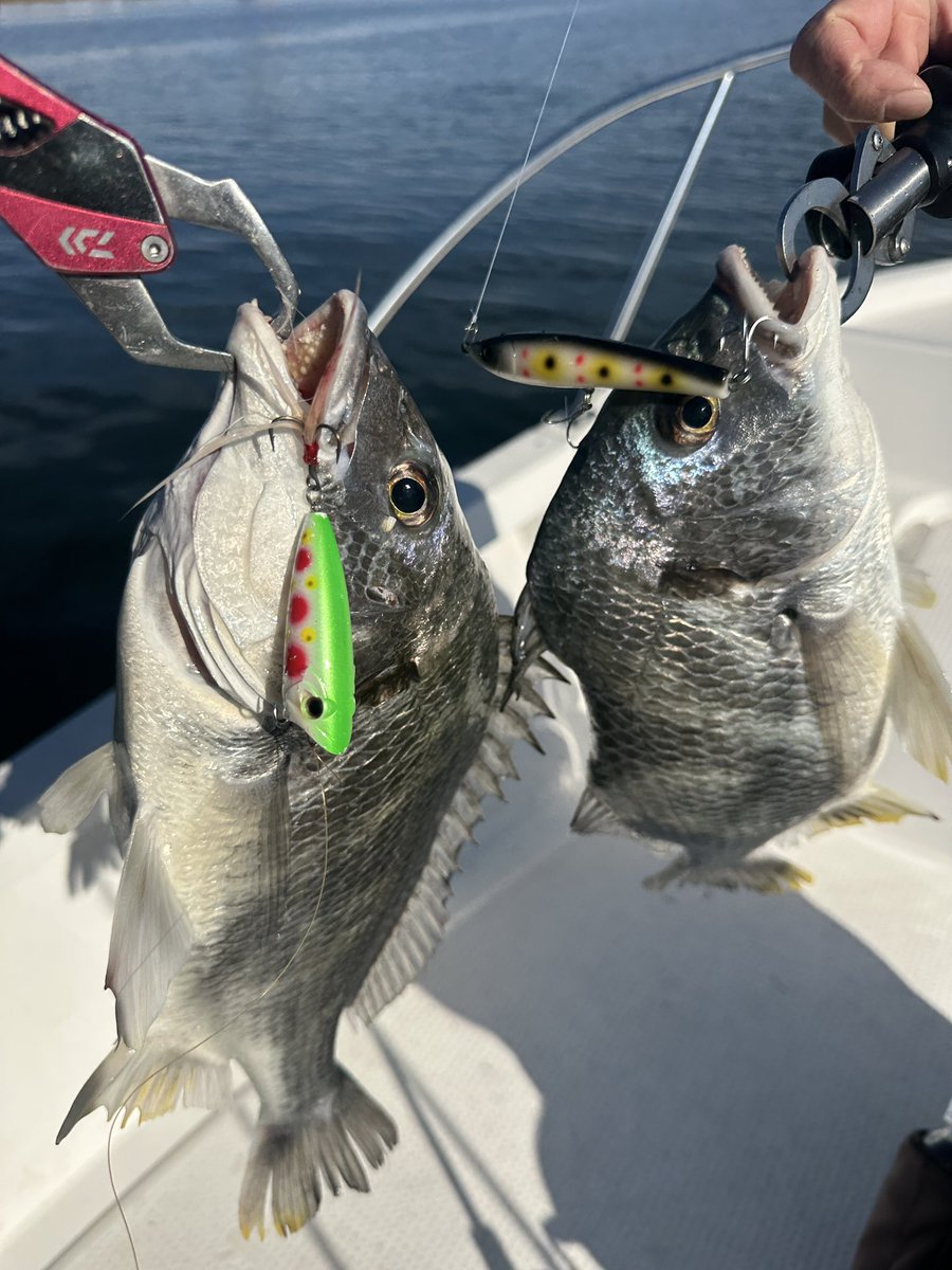 さんぐー (@macatic) / Posts / X