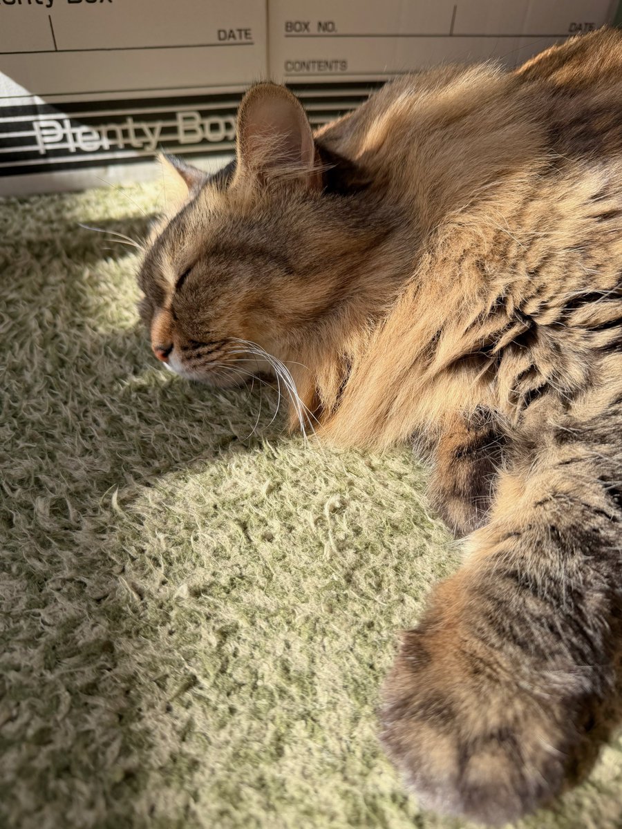 みているこちらが気持ち良し☀️