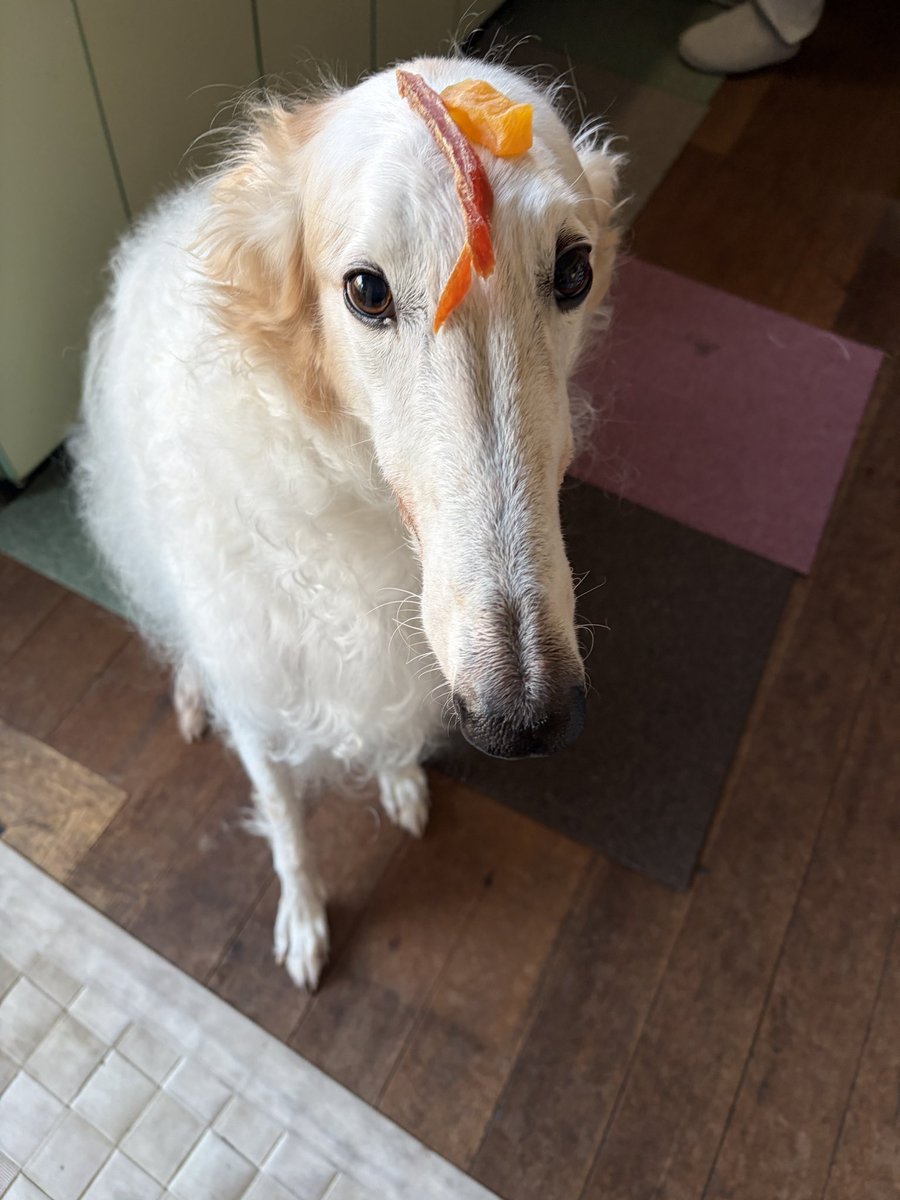 お皿ではありません。がんぼるぞい。

translation:
I'm not a plate.