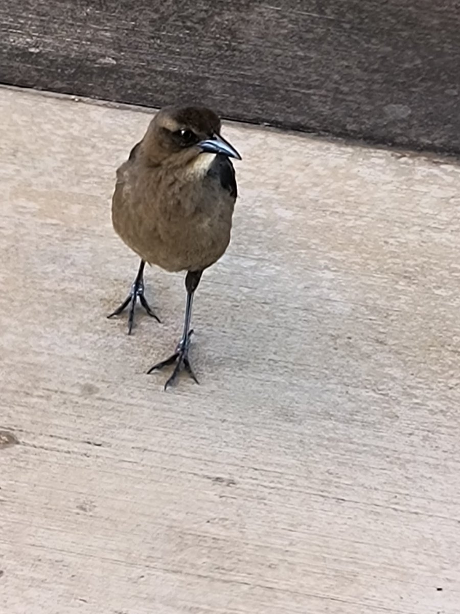 ✏️ Lux || 🚦 tweet media