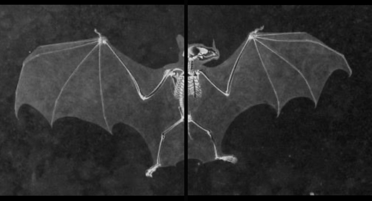 gh0stfacegf's tweet image. 