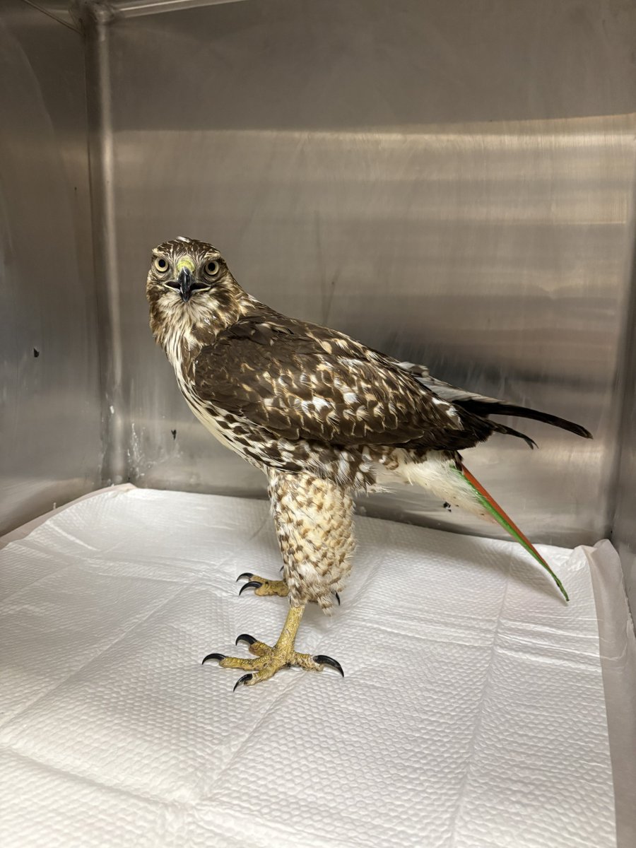 Wildlife Center of Salt Lake tweet media