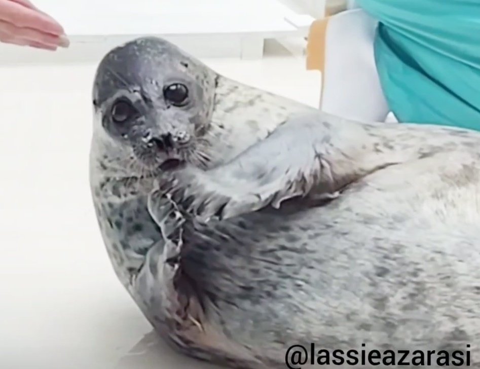lassie99289125's tweet image. すみません先日乗せた動画からの切り抜きです。このユキちゃん大好きでして
 #海遊館  #アザラシ  #seal