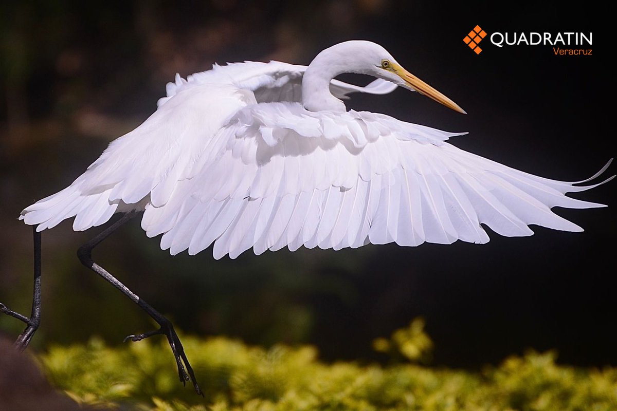 Quadratin_Ver's tweet image. 🌿📸 Postales xalapeñas desde el parque Los Tecajetes 📸🌿
Entre agua cristalina, senderos verdes y la frescura de la naturaleza. 💚✨
📸: @tonavarroo 
#Xalapa #LosTecajetes #PostalesXalapeñas #Naturaleza #SoloVeracruzEsBello #VeracruzEstáDeModa #Quadratín