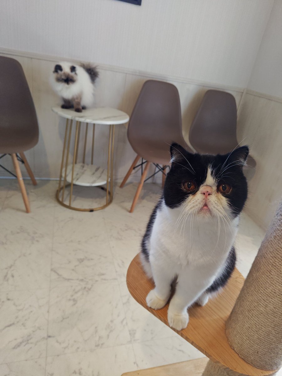 猫Cafeごろにゃん (@goronyans_y) / Posts / X