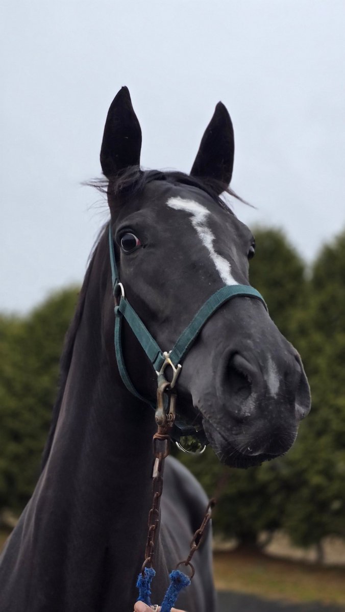 t_f_2nd's tweet image. 繁殖になるため、先ほど到着した
レイグレースさん🐴
初めての場所で緊張しまくり🤣
キミは今どこを見て、何を見てる🤔
俺には何も見えないぞ…www