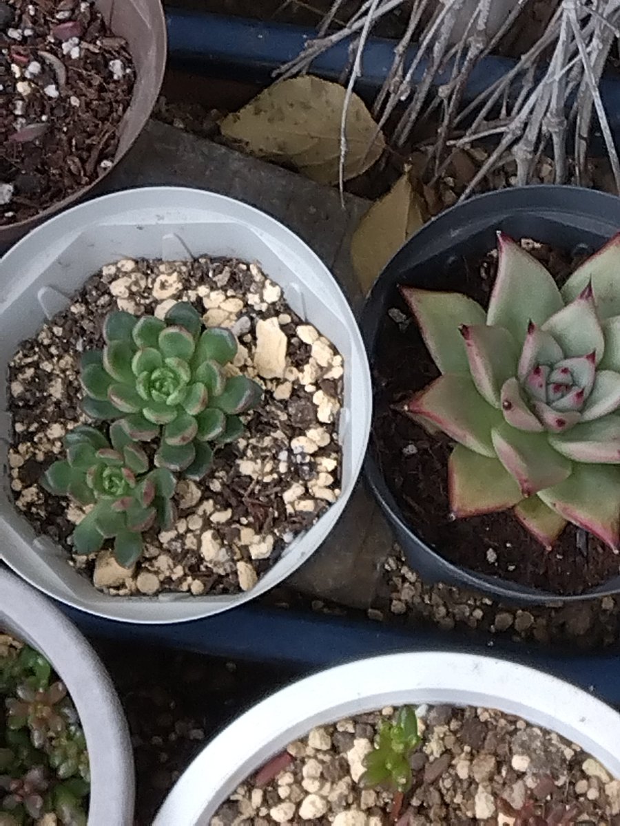 今日の軒下の多肉植物たち。虹の玉は下の方が紅葉してこてます。