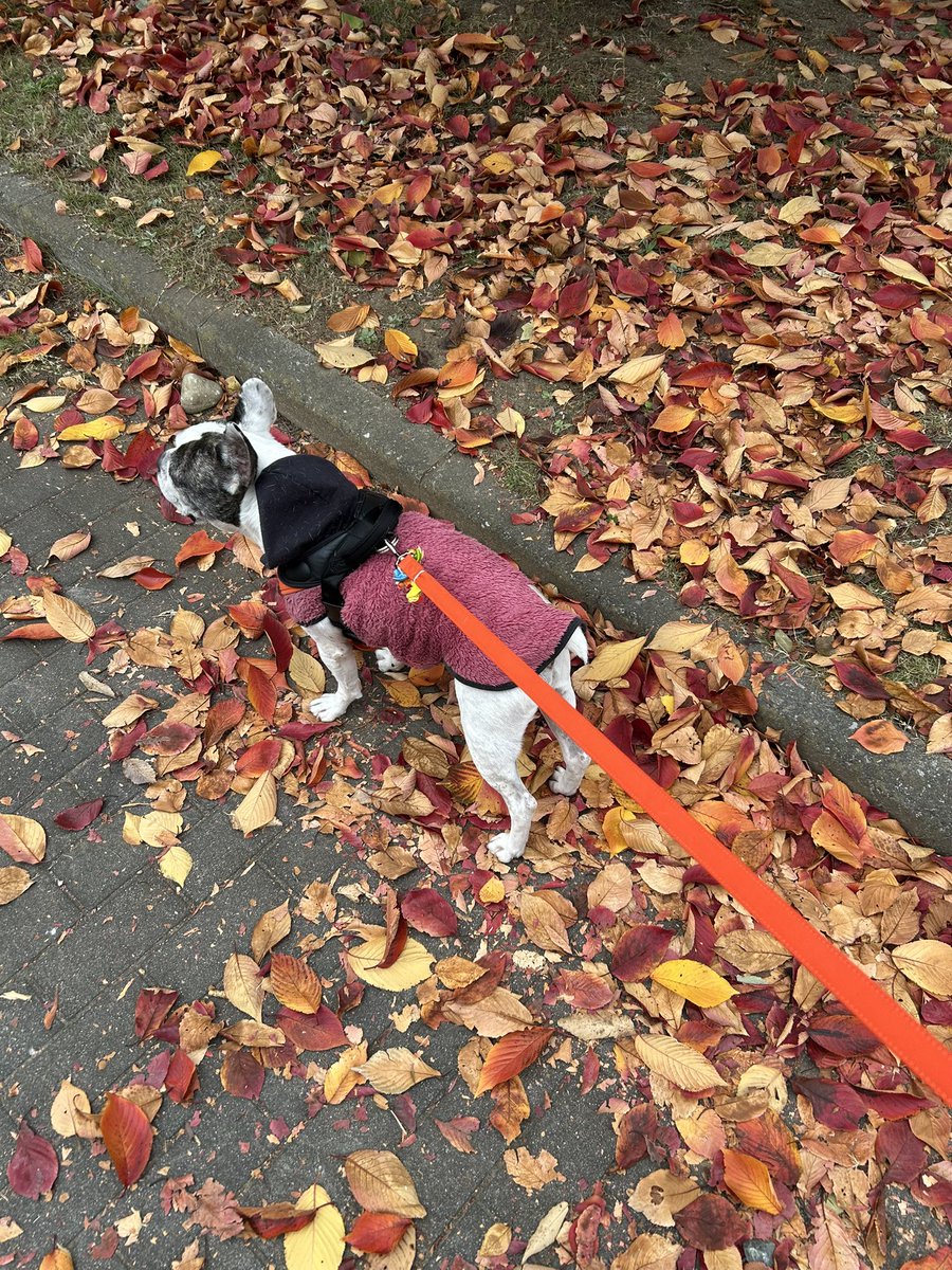 今朝も落ち葉の絨毯を踏んでお散歩。長男の体調も快方に向かってて一安心。おはようございます(^^)