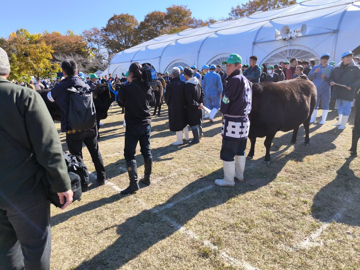 tokai_maxvalu's tweet image. 一次審査が終了し、
最終審査に7頭が選ばれました！😳

どの牛が選ばれるのか…🐂

#三重県
#松阪牛
#共進会
#マックスバリュ東海