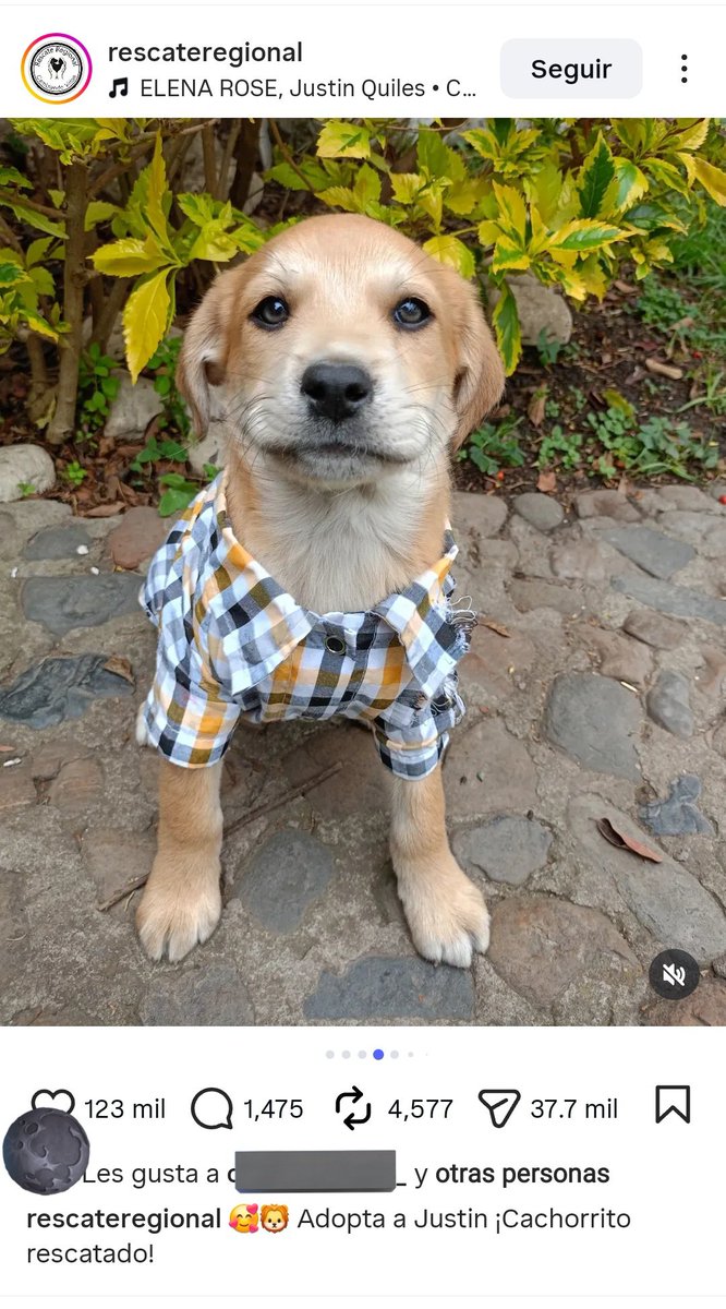 sofimelon23's tweet image. pero vos me estas cargandooooo como vas a tener esa carita y encima usar camisa justin me haces mierda 😭😭