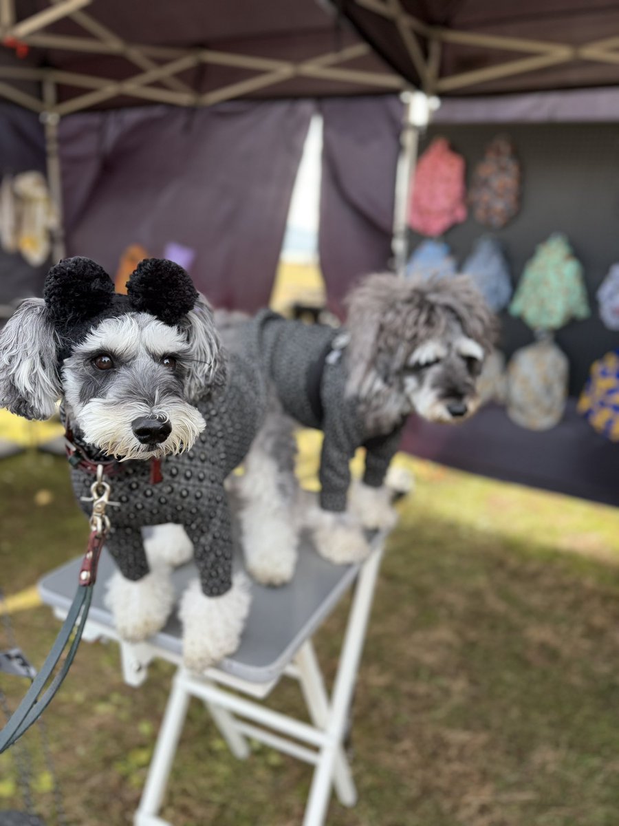 でかけるわんこ
にきてみたよ
しんのすけは12キロ
今日はデカシュナ会？