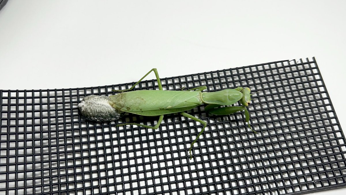 Yabugiris's tweet image. もう1匹のハラビロが産卵してくれました
産卵したばかりなのかもしれませんが、亡くなったハラビロの卵と形状が違うような気がする
腹部の色と言い沖縄のハラビロには2タイプあるのかも