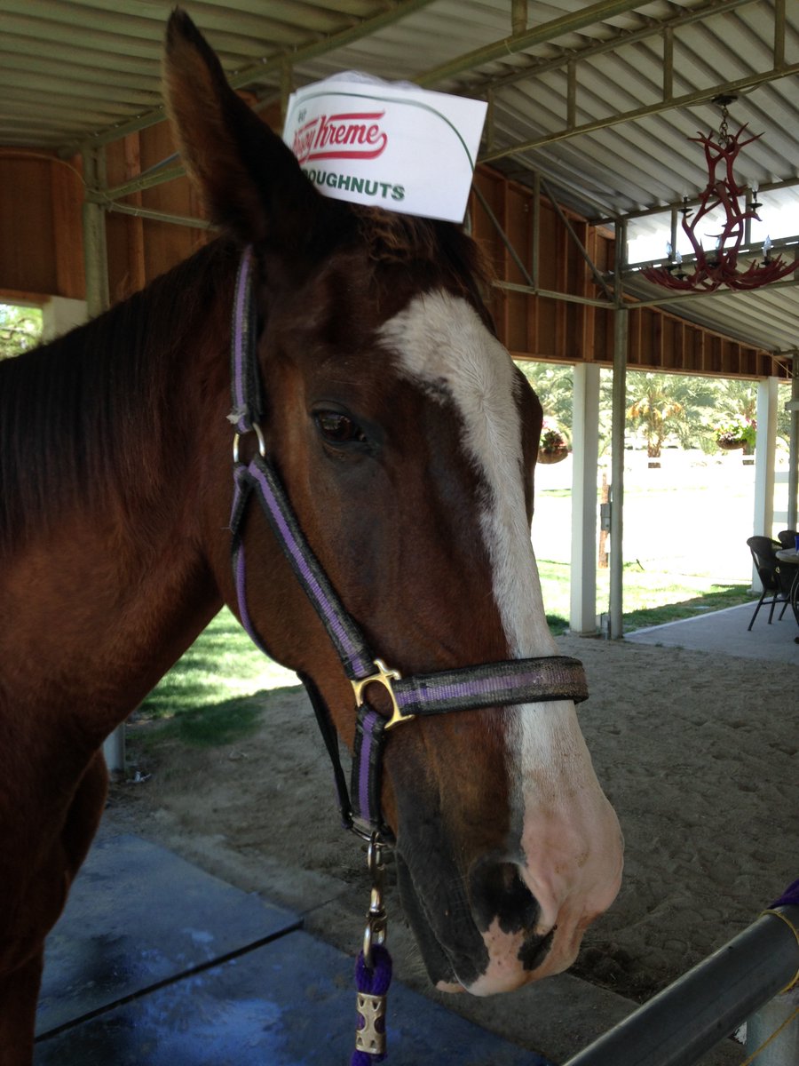 AprilWheeler5's tweet image. @GloriousAllianc Smoothie wore a Melon Hat to cool him down in the heat, he wore a Krispy Kreme hat when he ran the Mare Coffee Pagoda, wore an Uncle Sam hat on July 4th &amp;amp; proudly wore an elf hat for Christmas! 😍❤️ #SmoothieSunday