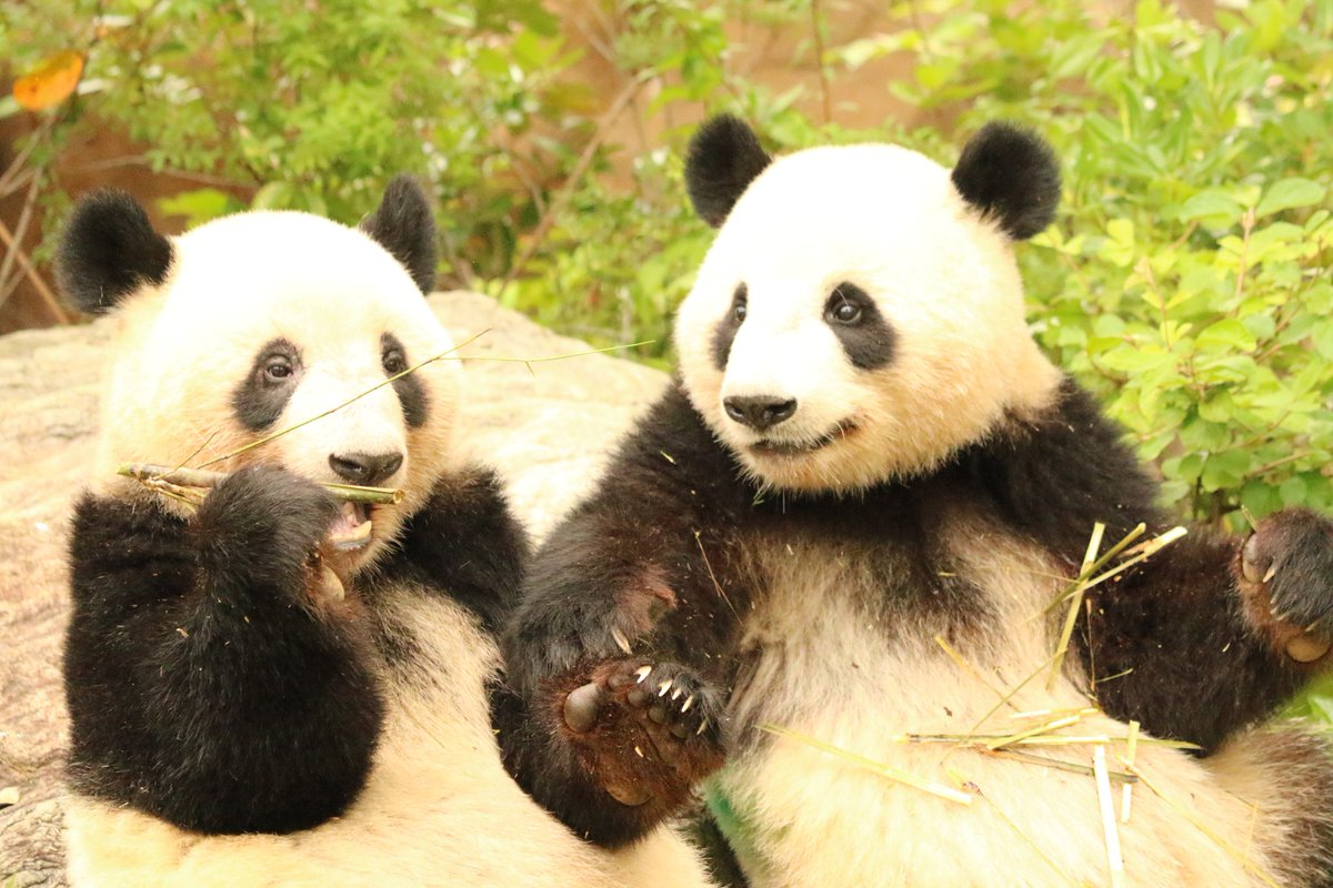 なびぱんだ (@SE23102561) / Posts / X