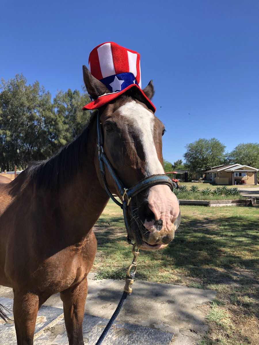 AprilWheeler5's tweet image. @GloriousAllianc Smoothie wore a Melon Hat to cool him down in the heat, he wore a Krispy Kreme hat when he ran the Mare Coffee Pagoda, wore an Uncle Sam hat on July 4th &amp;amp; proudly wore an elf hat for Christmas! 😍❤️ #SmoothieSunday
